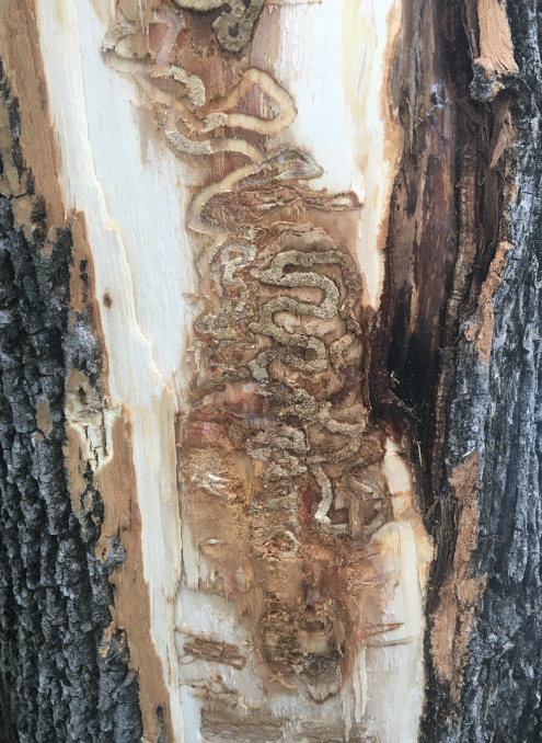 emerald ash borer infested tree
